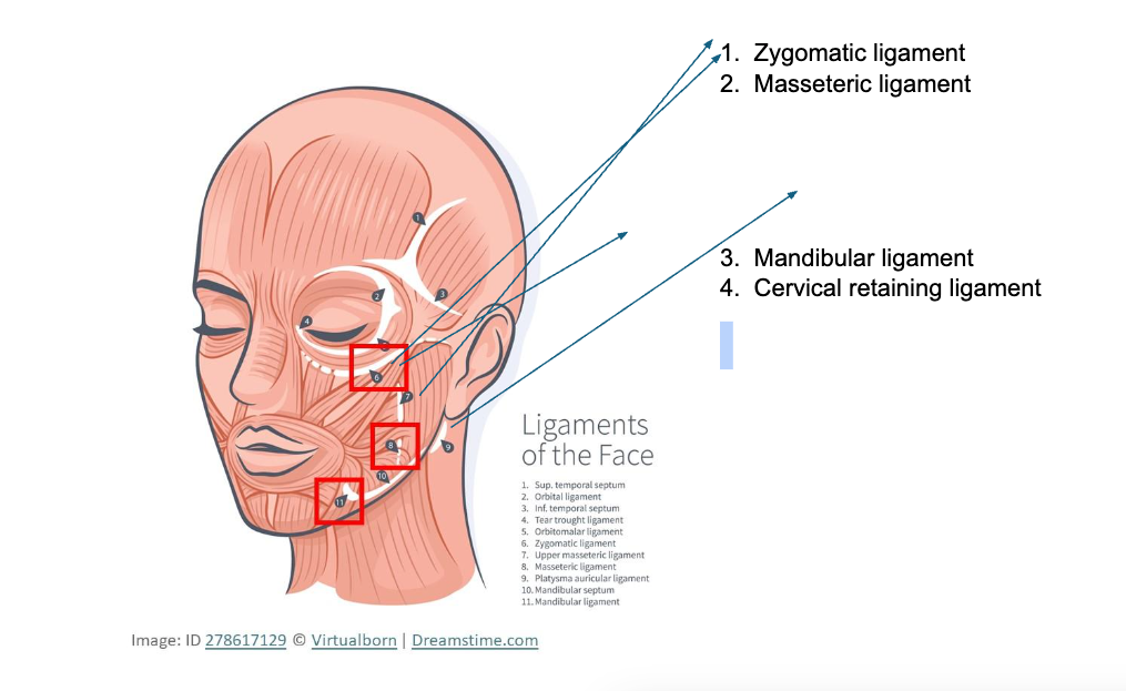 facial retaining ligament infographic